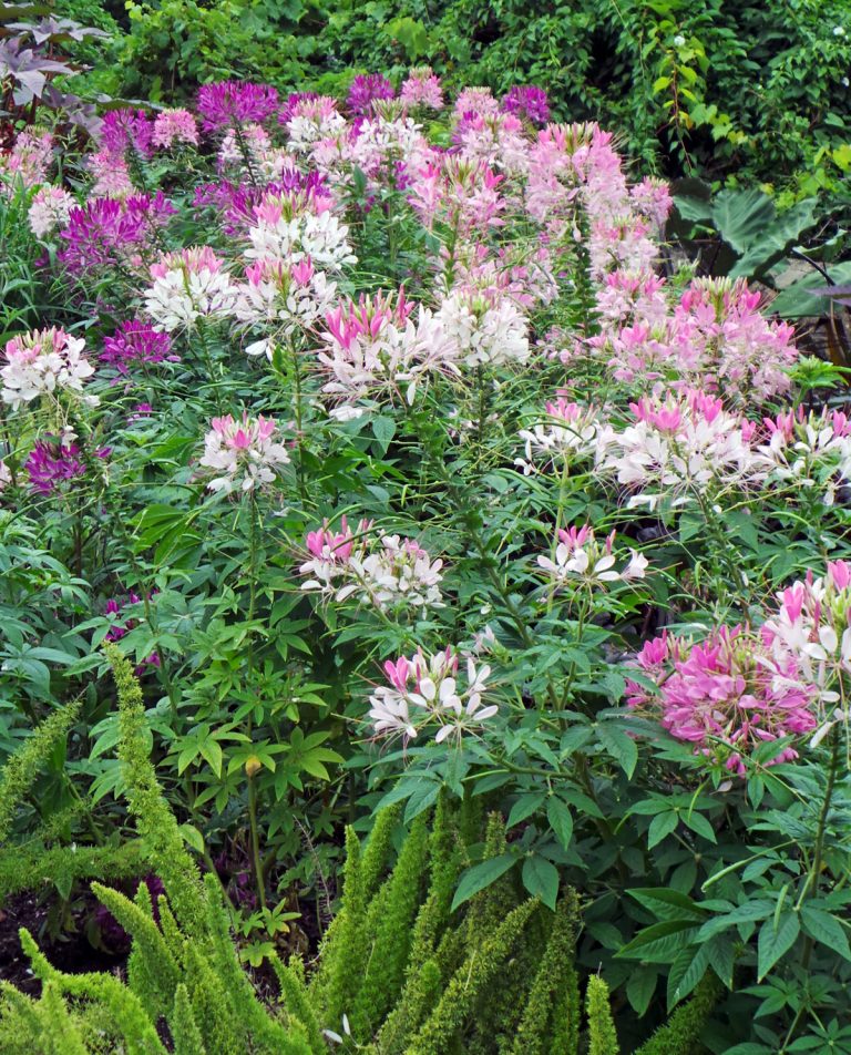 Spider flower, Cleome hassleriana – Wisconsin Horticulture