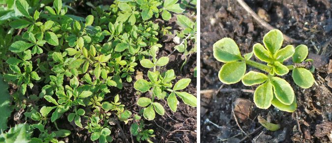 Spider flower, Cleome hassleriana – Wisconsin Horticulture