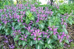 Image of Lamium maculatum summer blooming ground cover