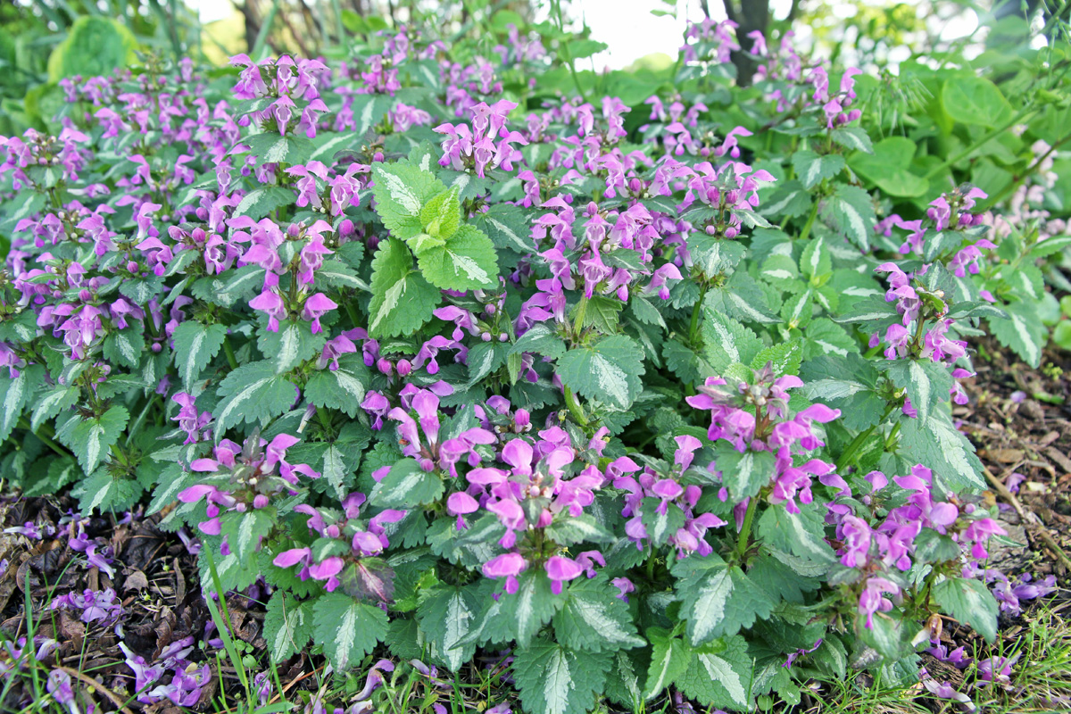 Spotted Deadnettle Lamium Maculatum Wisconsin Horticulture