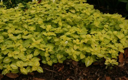 Spotted deadnettle, <em>Lamium maculatum</em>