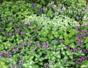 Image of Lamium ground cover plant