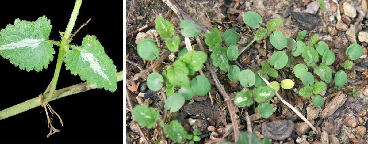 Spotted Deadnettle Lamium Maculatum Wisconsin Horticulture