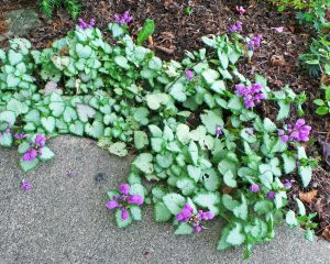 Image of Deadnettle ground cover plant