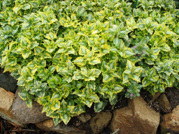 Lamium maculatum 'Golden Anniversary' leaves