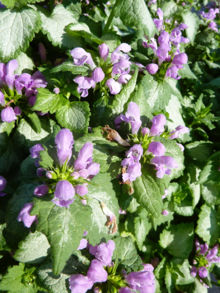 Lamium maculatum 'Orchid Frost' plant