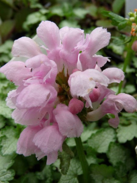 Lamium maculatum 'Pink Pewter' flower closeup