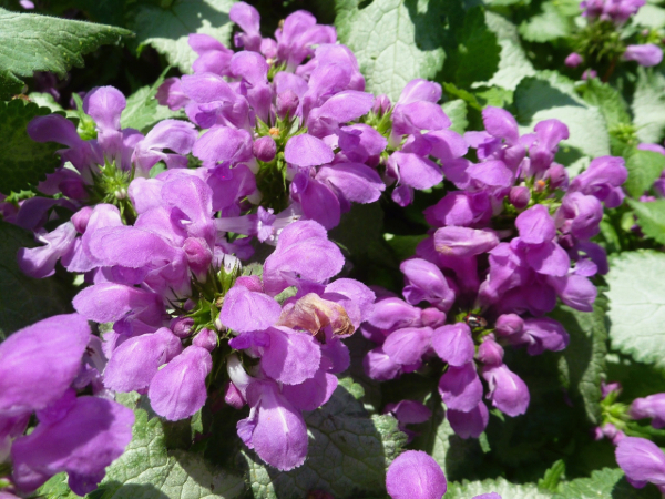 Lamium maculatum 'Purple Dragon' flower closeup