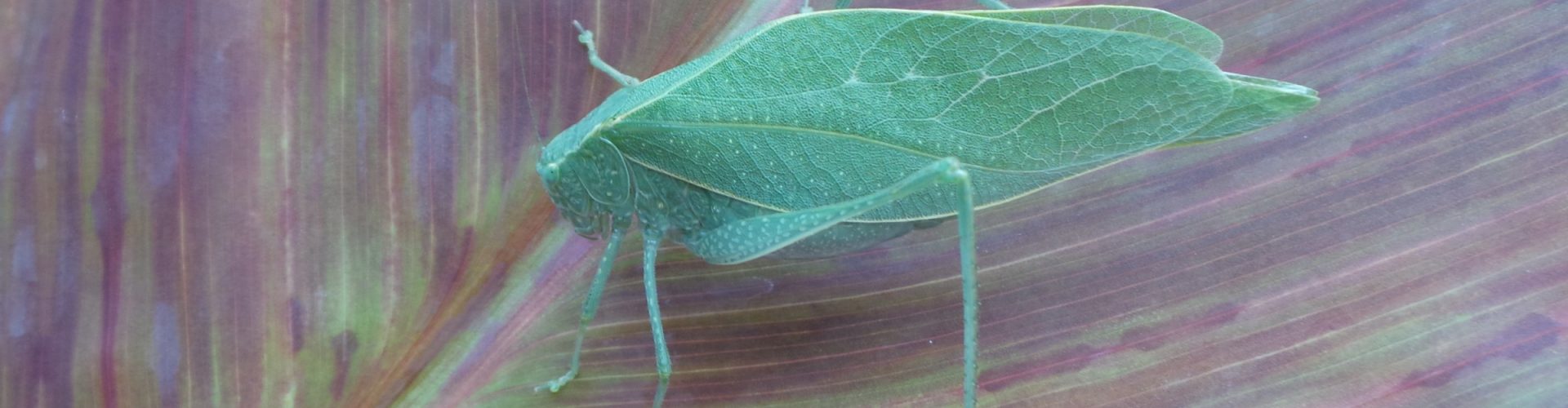 image of insect