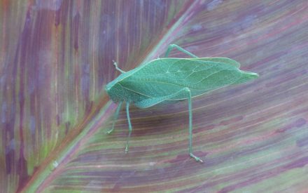 Katydids
