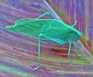 katydid metamorphosis