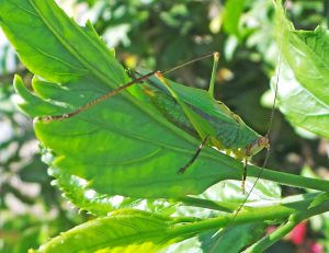 katydid metamorphosis