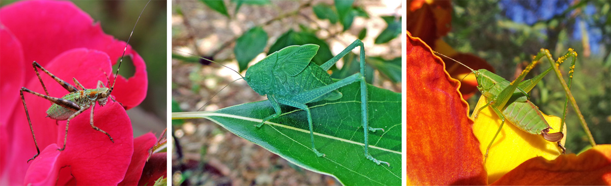 Katydid