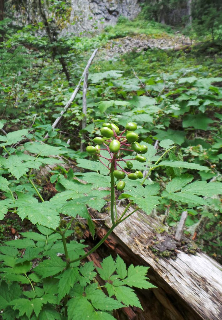 White berries with red stems? Found in Kettle Moraine State Park, WI, USA :  r/whatsthisplant
