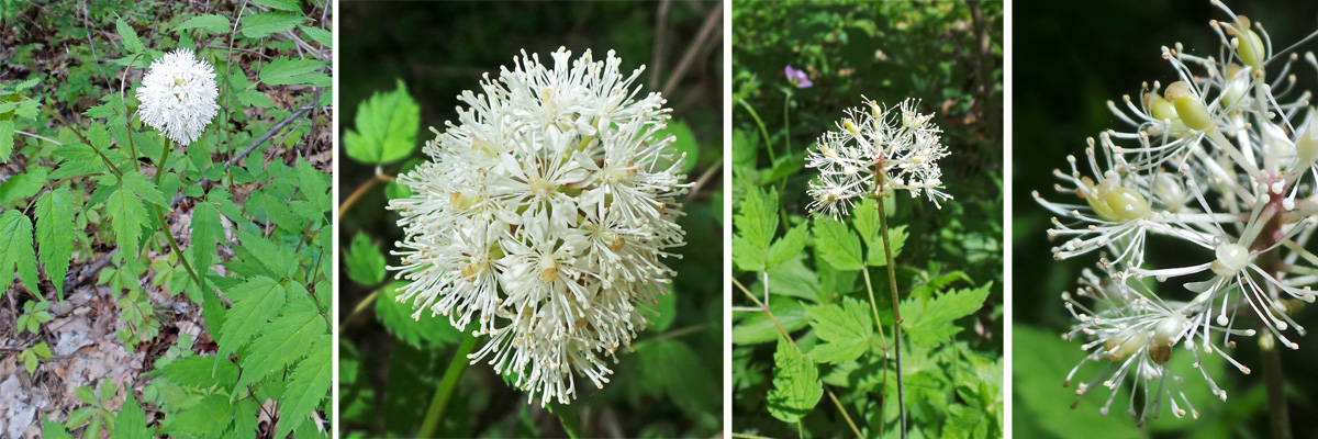 White berries with red stems? Found in Kettle Moraine State Park, WI, USA :  r/whatsthisplant