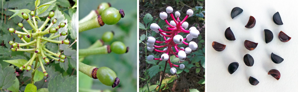 Red Baneberry - white berry form, Actaea rubra (Aiton) Willd.