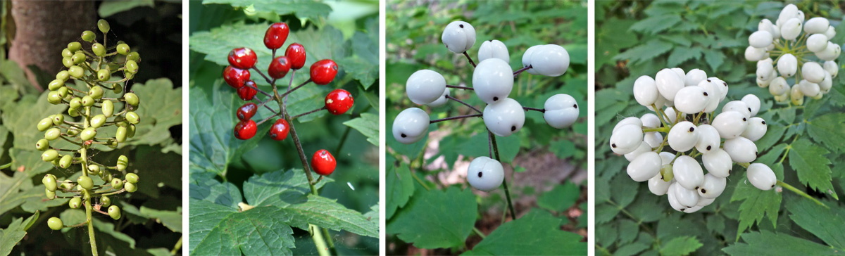 Red Baneberry - white berry form, Actaea rubra (Aiton) Willd.