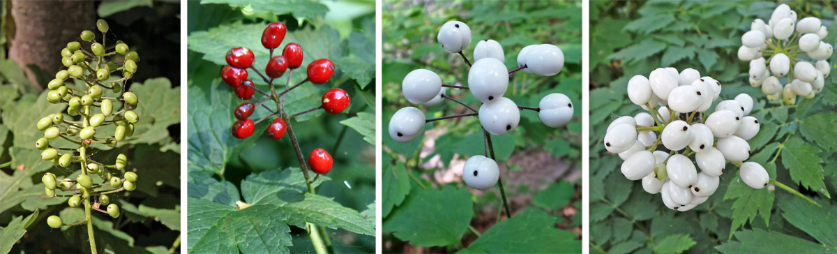 White berries with red stems? Found in Kettle Moraine State Park, WI, USA :  r/whatsthisplant