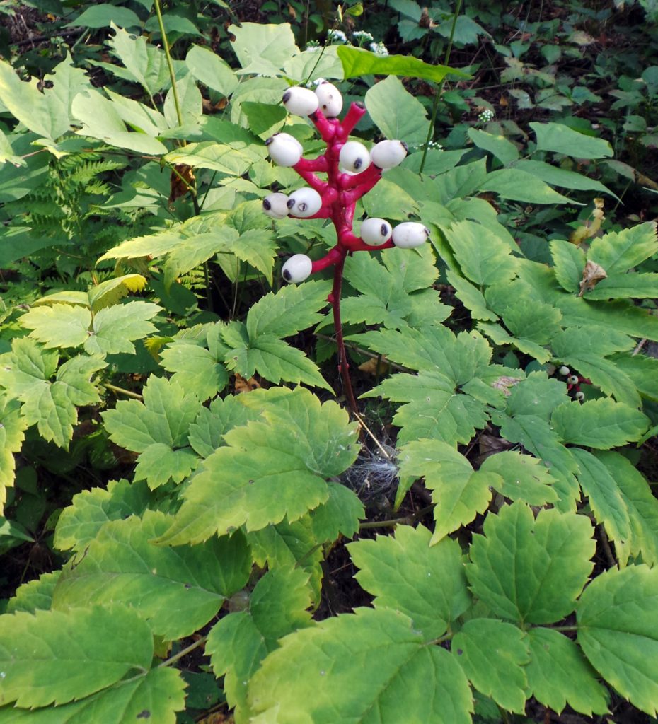 Red Baneberry - white berry form, Actaea rubra (Aiton) Willd.