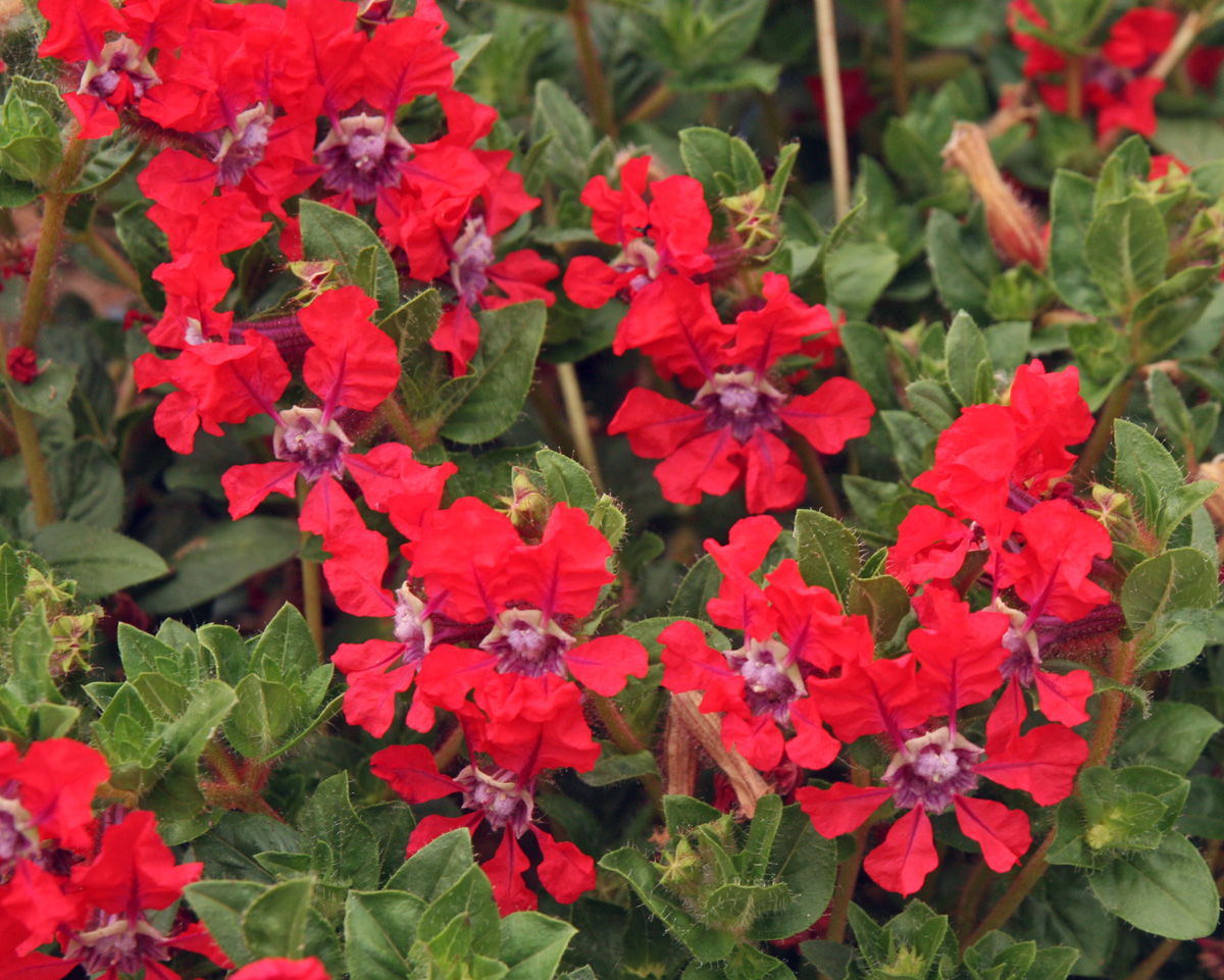 Batfaced cuphea, Cuphea llavea Wisconsin Horticulture