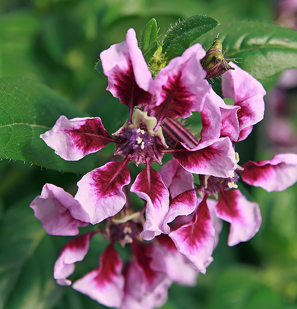 Batfaced cuphea, Cuphea llavea Wisconsin Horticulture