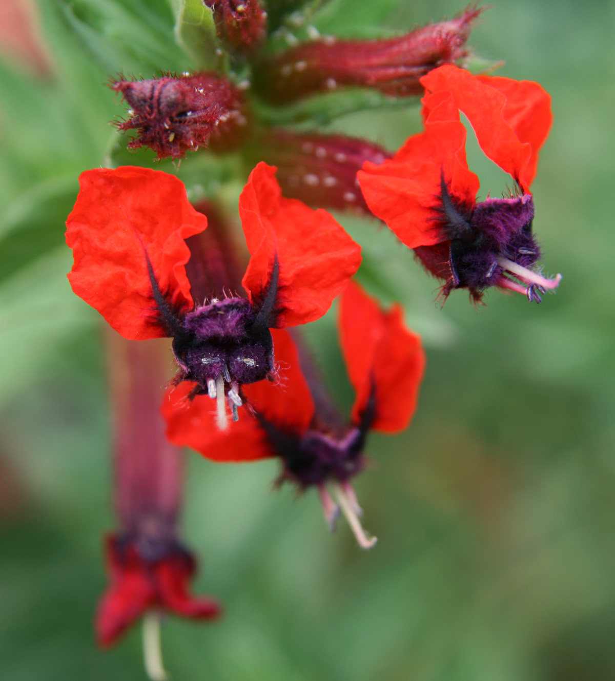 Batfaced cuphea, Cuphea llavea Wisconsin Horticulture