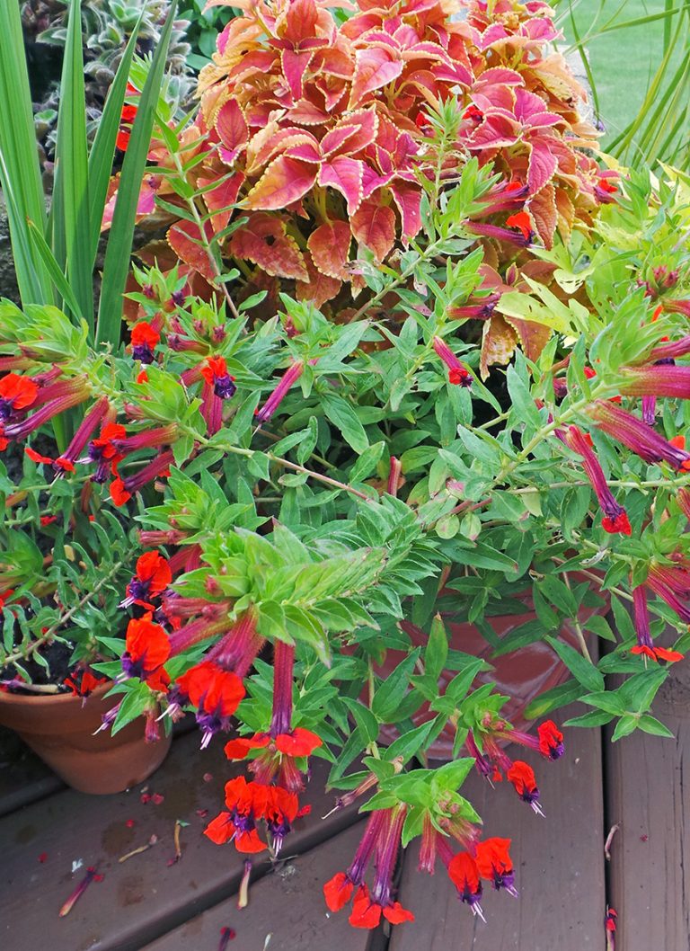 Batfaced cuphea, Cuphea llavea Wisconsin Horticulture