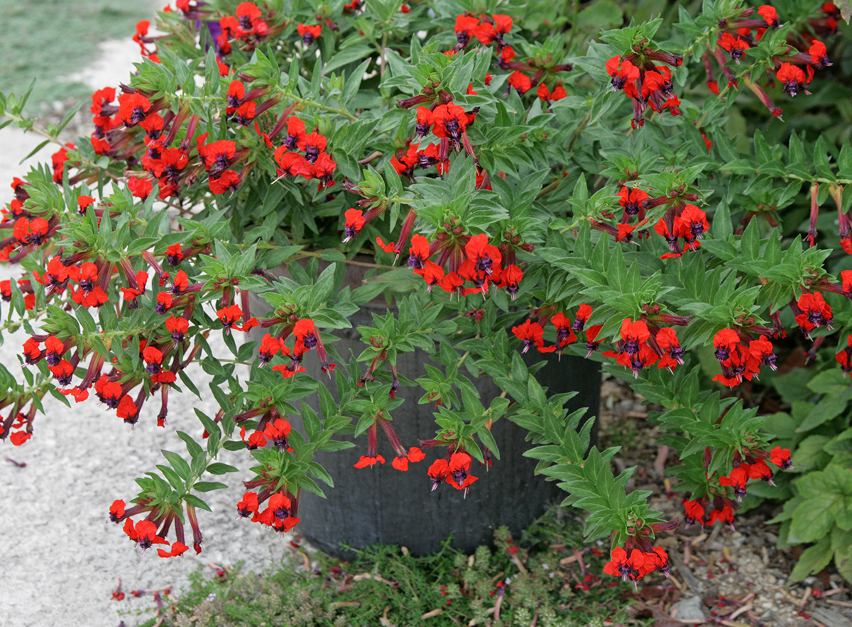 how to get rid of leafhoppers on bat faced cuphea plant