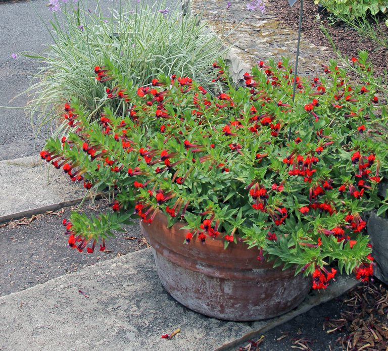 Batfaced cuphea, Cuphea llavea Wisconsin Horticulture