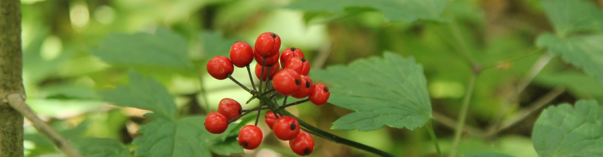 image of plant