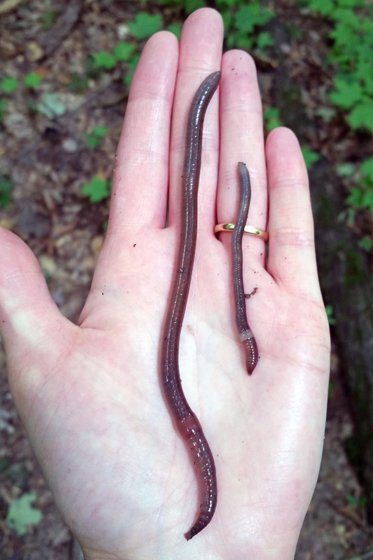 Jumping Worms – Wisconsin Horticulture