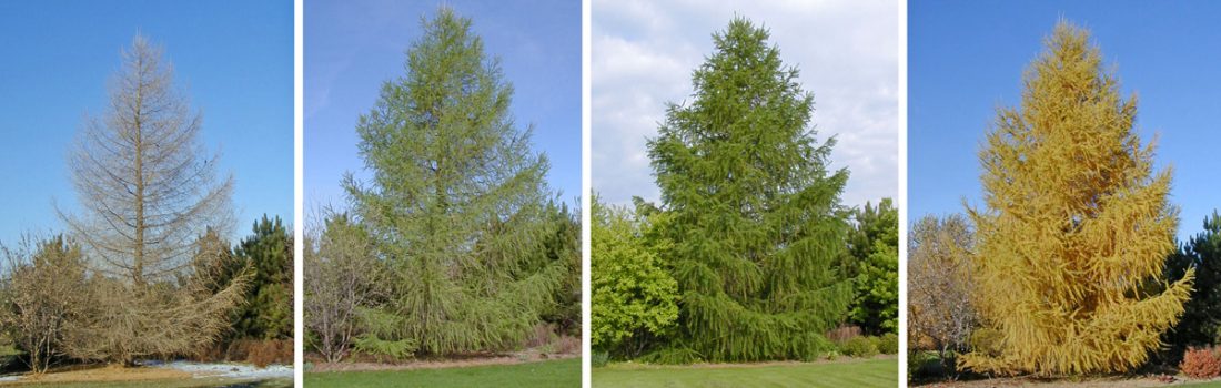 European Larch, Larix Decidua – Wisconsin Horticulture