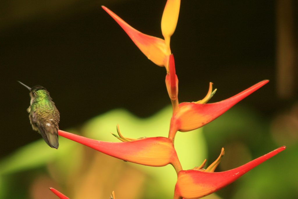 Heliconias