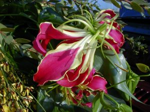 Gloriosa lily, Gloriosa superba – Wisconsin Horticulture