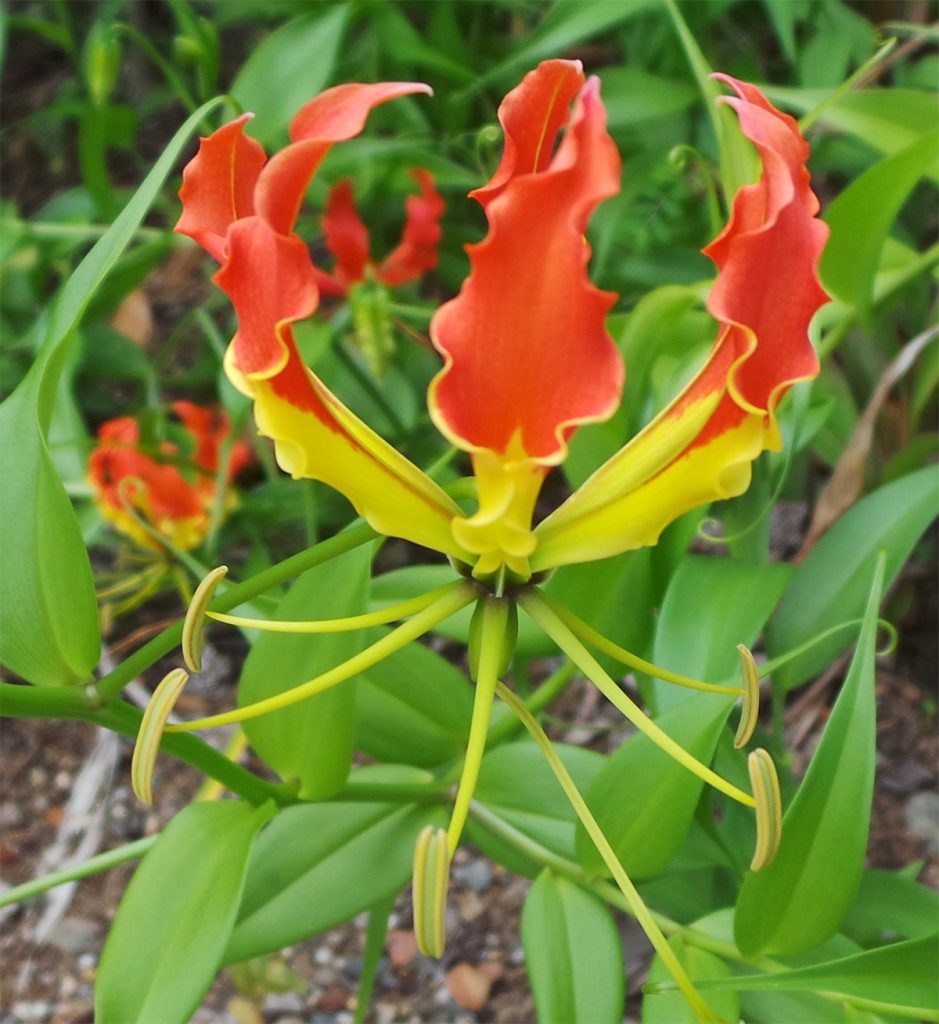 Gloriosa lily, Gloriosa superba – Wisconsin Horticulture