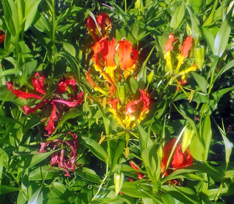 Gloriosa lily, Gloriosa superba Wisconsin Horticulture