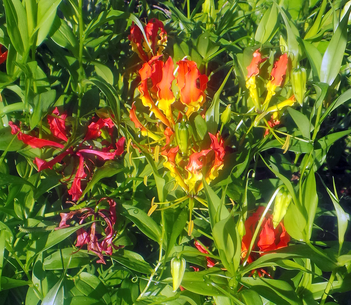 Gloriosa lily, Gloriosa superba Wisconsin Horticulture