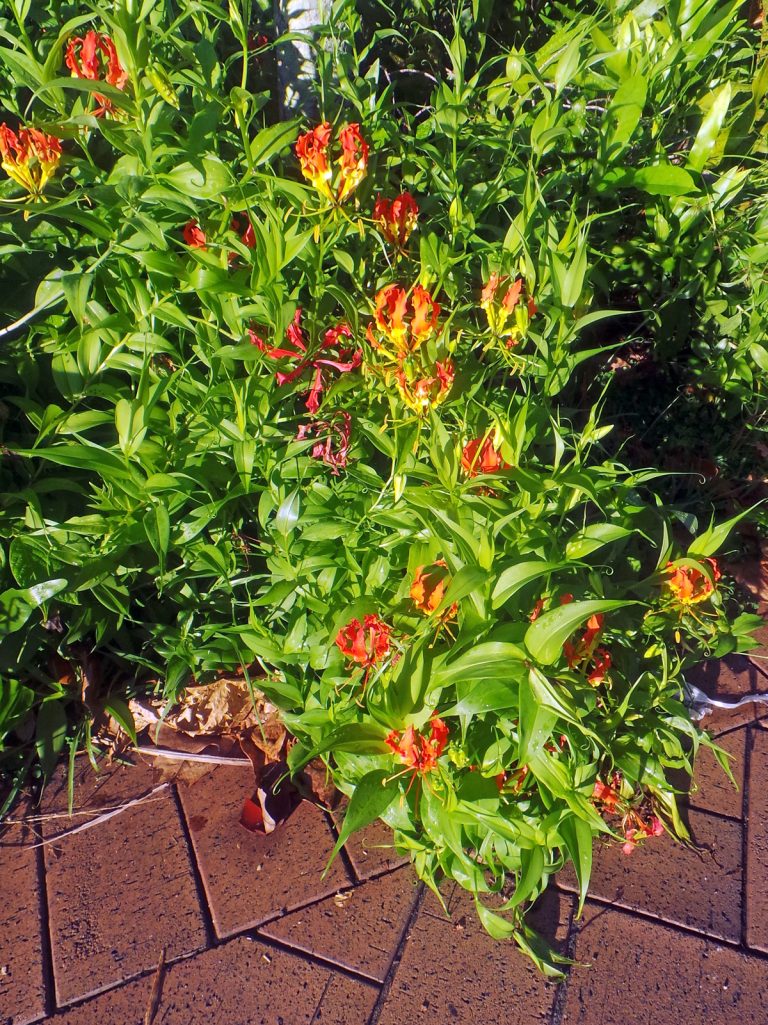 Gloriosa lily, Gloriosa superba Wisconsin Horticulture
