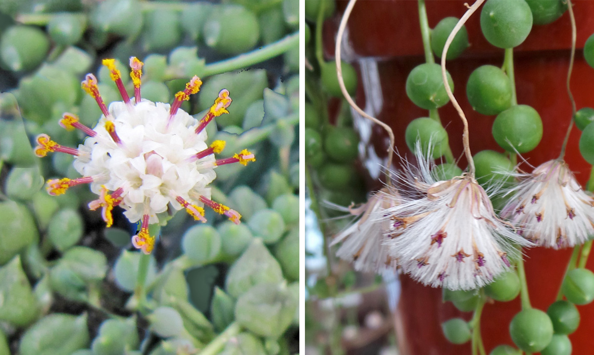 how to care for senecio rowleyanus 'string of pearls' - Leafy Life