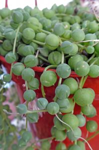 String of Pearls, Senecio rowleyanus – Wisconsin Horticulture