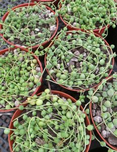 how to care for senecio rowleyanus 'string of pearls' - Leafy Life