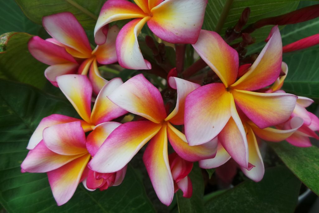 Plumeria