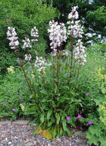 White Flowers Penstemon Digitalis Foxglove Beardtongue Stock Photo