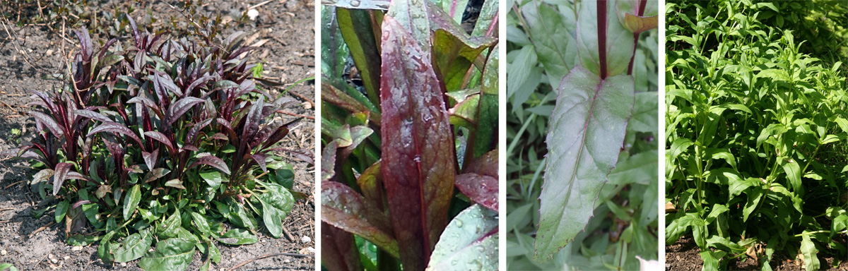 Højttaler Krigsfanger antik Husker Red' Foxglove Beardtongue, Penstemon digitalis 'Husker Red' –  Wisconsin Horticulture