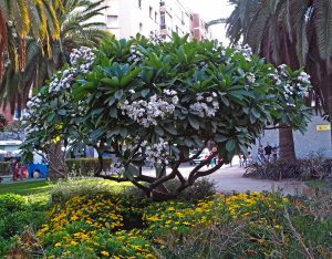 Frangipani tree deals