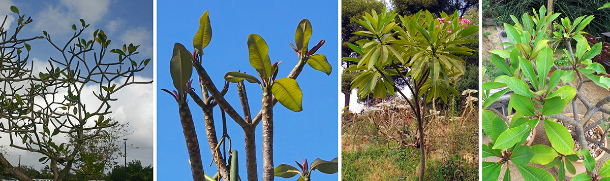 blue plumeria tree