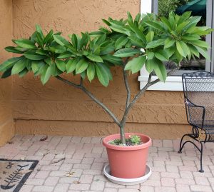 Potted Plumeria Tree