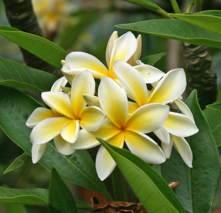 Plumeria – Wisconsin Horticulture