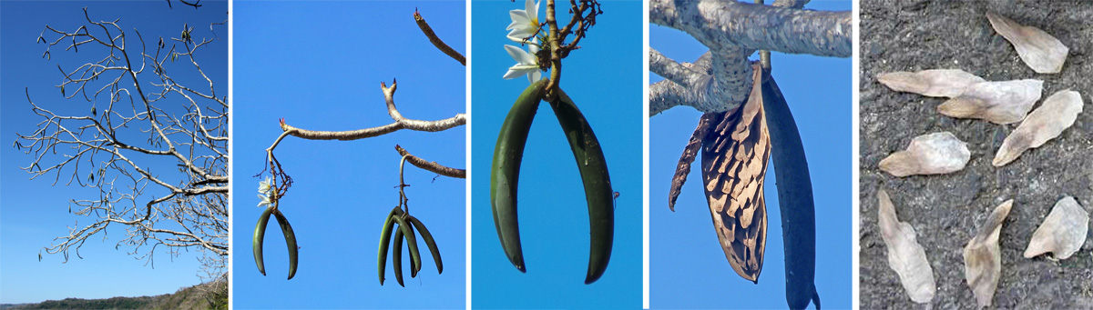 blue plumeria tree