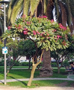 Plumeria – Wisconsin Horticulture